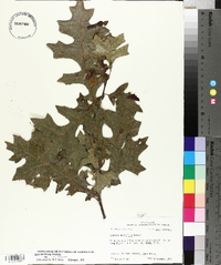 Quercus texana image