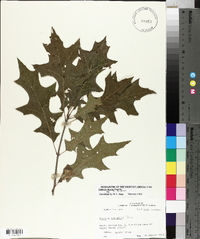 Quercus texana image