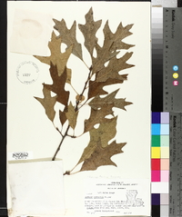 Quercus texana image