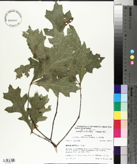 Quercus texana image