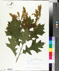 Quercus texana image