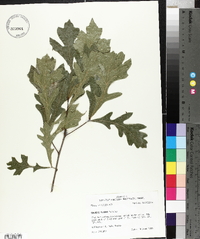 Quercus texana image