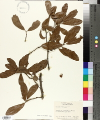 Quercus virginiana image