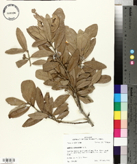 Quercus virginiana image