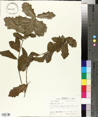 Quercus virginiana image