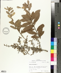 Quercus virginiana image