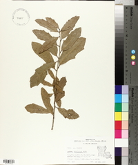 Quercus virginiana image