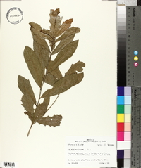 Quercus virginiana image