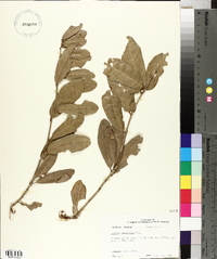 Quercus virginiana image