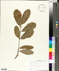 Quercus virginiana image