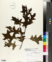 Quercus texana image