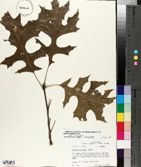 Quercus texana image