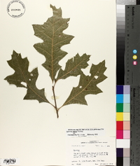 Quercus texana image