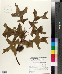 Quercus texana image