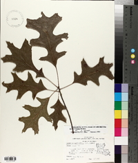 Quercus texana image