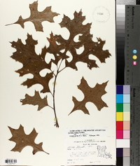 Quercus texana image