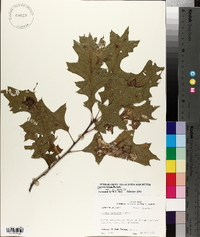 Quercus texana image