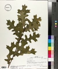 Quercus texana image