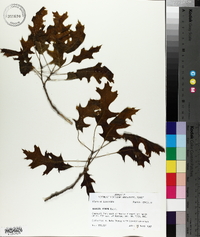 Quercus texana image