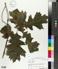 Quercus texana image