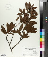 Quercus virginiana image