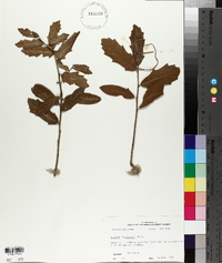 Quercus virginiana image