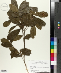 Quercus virginiana image