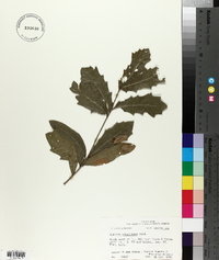 Quercus virginiana image