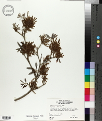 Quercus virginiana image