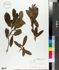 Quercus virginiana image