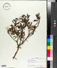 Quercus virginiana image