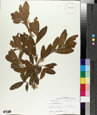 Quercus virginiana image