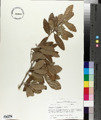 Quercus virginiana image