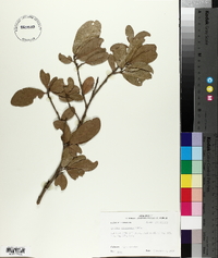 Quercus virginiana image