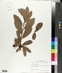 Quercus virginiana image