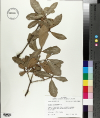 Quercus virginiana image