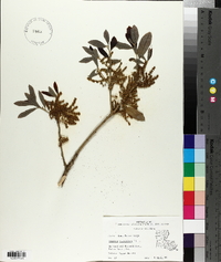 Quercus virginiana image