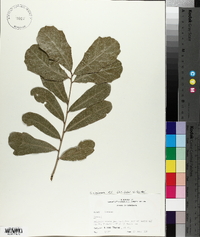 Quercus virginiana image