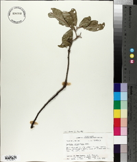 Quercus virginiana image