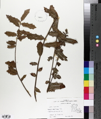 Quercus virginiana image