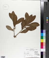 Quercus virginiana image