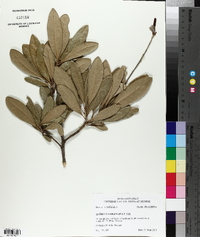 Quercus virginiana image