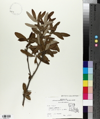 Quercus virginiana image