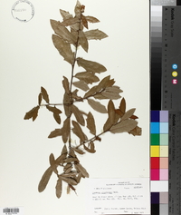 Quercus virginiana image