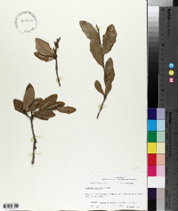 Quercus virginiana image