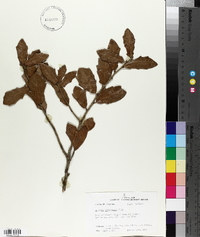 Quercus virginiana image