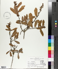 Quercus virginiana image