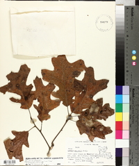 Quercus x willdenowiana image