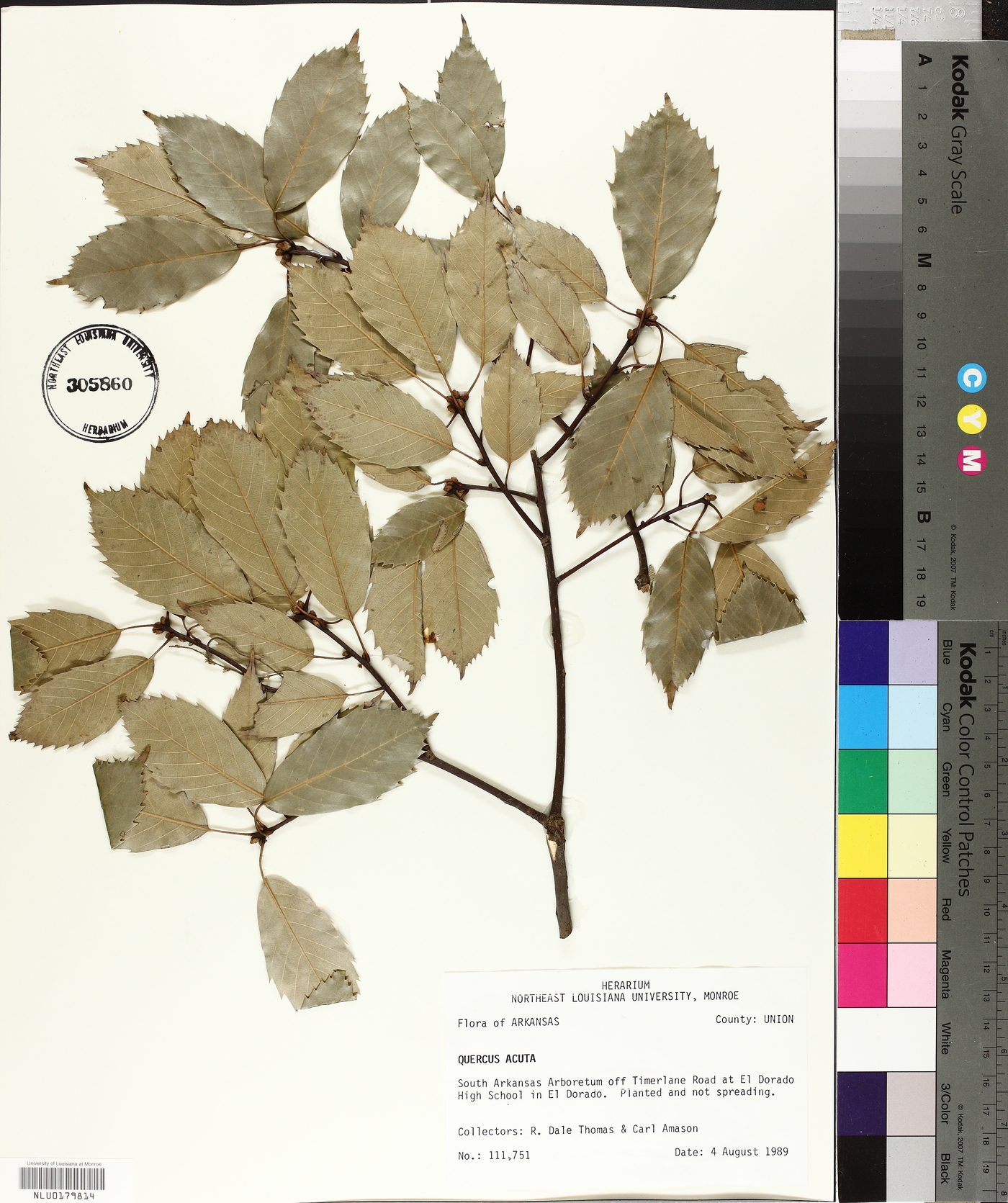 Quercus acuta image