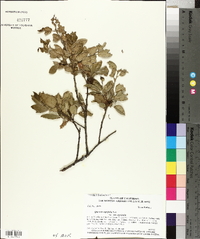 Quercus agrifolia var. agrifolia image